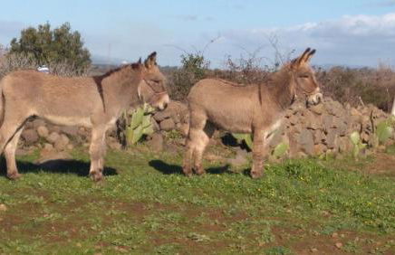 Villa Anna - Foto 34