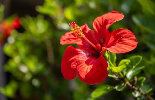 JERA Holiday Collection VULCANO UNO - Garden View - Foto 7