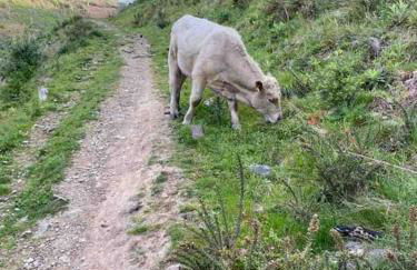 Three bed, forest view home - Foto 7
