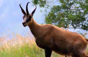 GrappaLand - Foto 34