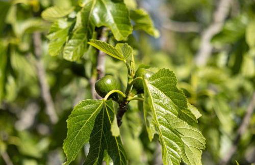 Casa Renta - Foto 43