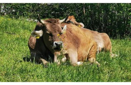 Landhaus Bergkristall - Sommer Bergbahnen inklusive - Photo 20