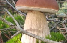 Osada California - Foto 56