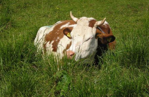 Agriturismo Borg da Ocjs - Photo 27