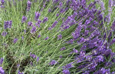 Kalyva Cottage - Foto 31