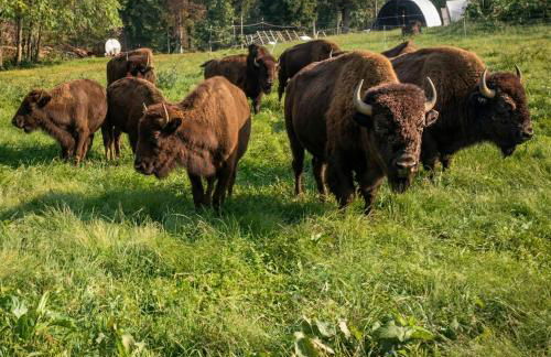 Bison Farm - Cabin Vieja - Foto 13