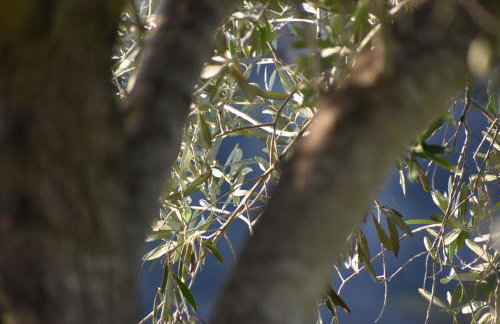 Mamadinas House AlliMpanta - Photo 20