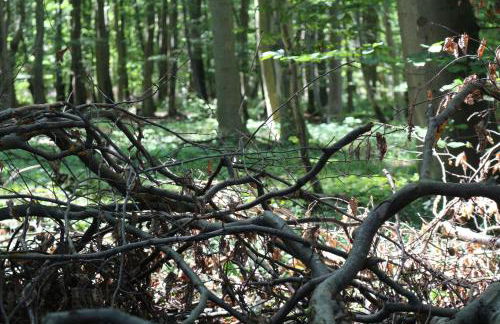 Ferienwohnung Nienhagen - Foto 37