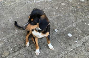 Alloggio da Fazanca - Foto 29