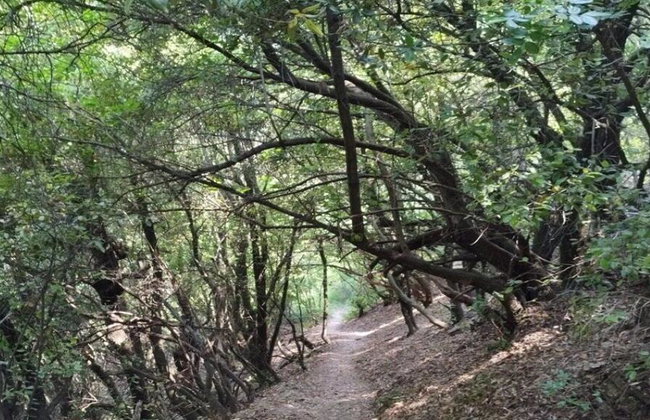 Escursione al Monte Olimpo: Cascate di Agia Kori e Palaios Panteleimonas - Foto 8