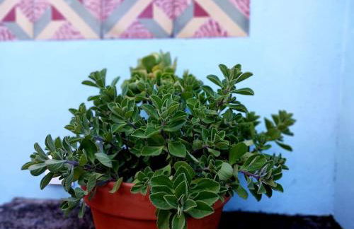 Casa Império - Azorean Boutique House - Photo 38