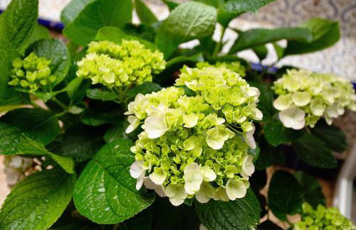 Carmelo y Carmela 1 - Foto 23