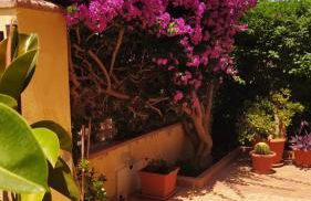 Bouganville - Foto 3