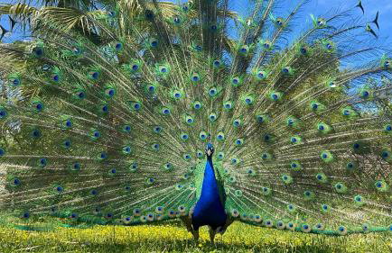 The Artist's Farm - Foto 5