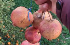 Garden house - Photo 68