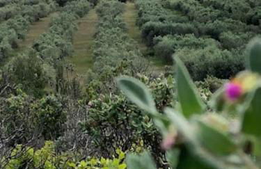 La Pitchoune : Gîte aux pieds des Alpilles - Foto 23