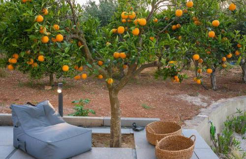 Orange Tree - Foto 43