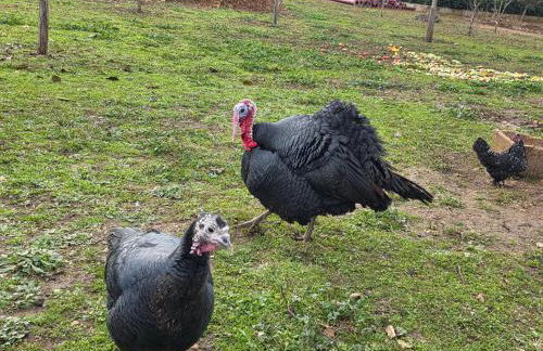 Nid du merle avec sauna et jacuzzi privatif - Foto 46