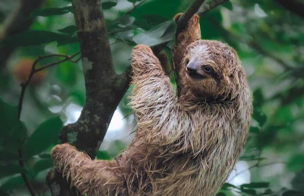 Yarumo Lodge Río Celeste Black Chalets - Photo 29