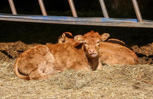 2 Pines Farm Cottages - Foto 31