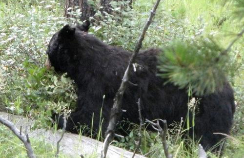 Secluded Lodge Rental for Large Groups in Lewis and Clark National Forest, Montana - Foto 24
