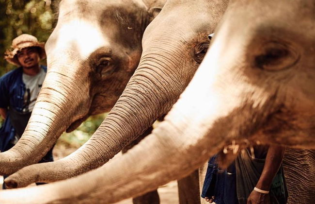 Santuario degli Elefanti Ethic - Tour di mezza giornata - Foto 1