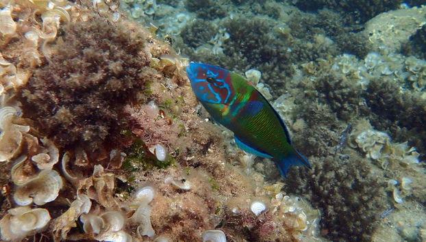 Tabarca Excursion + Snorkeling - Foto 3