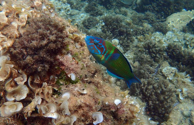 Tabarca Excursion + Snorkeling - Foto 3