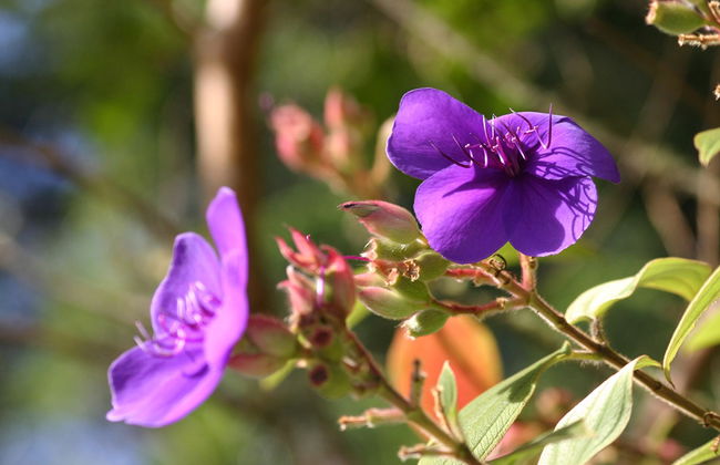 Sabores de Santa Lucía - Foto 5