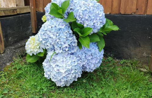 Alojamento Raminho dos Açores - Photo 20