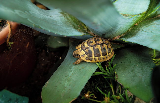 Il Nido di Maria - Foto 31