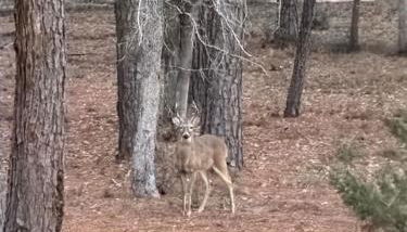 The Pine Tree Palace - Photo 2