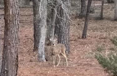 The Pine Tree Palace - Foto 2