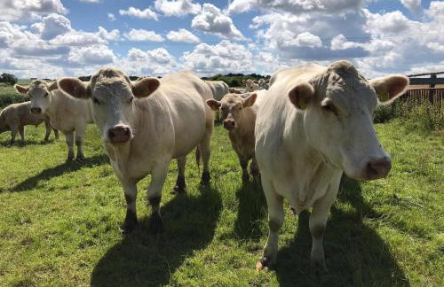 Das Landhaus Wohnung 2 - Photo 19