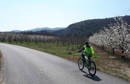 "The plane trees" - Foto 39