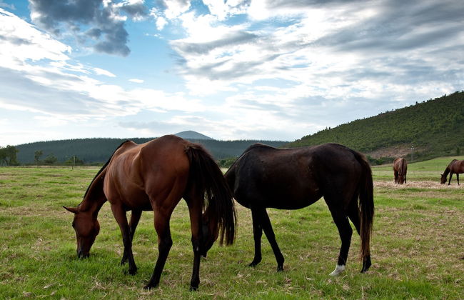 Kay and Monty Vineyard View - Photo 31