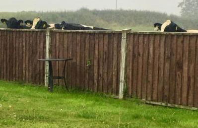 Tumbleweed 3 - Photo 16