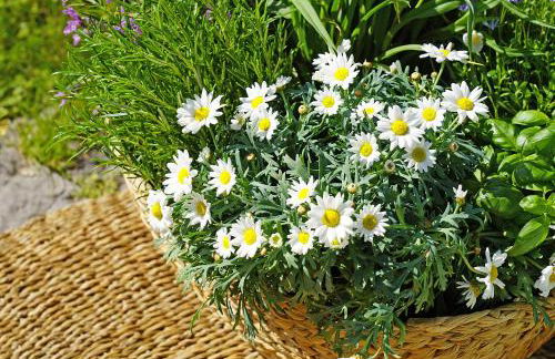 Villa Gran Paradiso - Foto 14