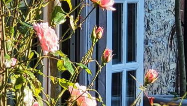 Escape the Ordinary - Foto 5, Garden view