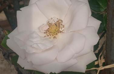 Entre Vignes & Piano "Symphonie" studio 4 personnes - Foto 22