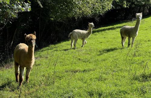 Jerards Stables - Foto 41