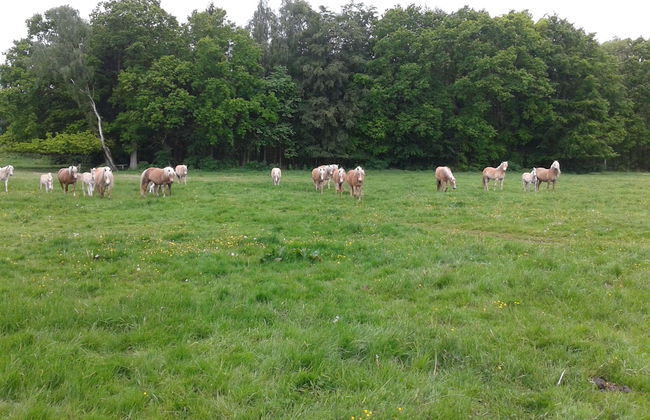 Peaceful Apartment in Zarnewanz near Baltic Sea - Foto 11