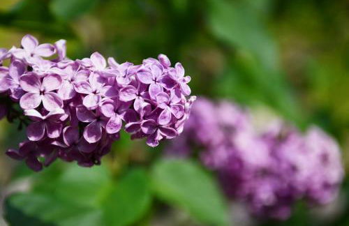 Pensionszimmer im Fliederhof - Foto 21