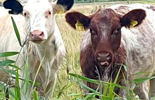 Landhof Osterdeich - Foto 34