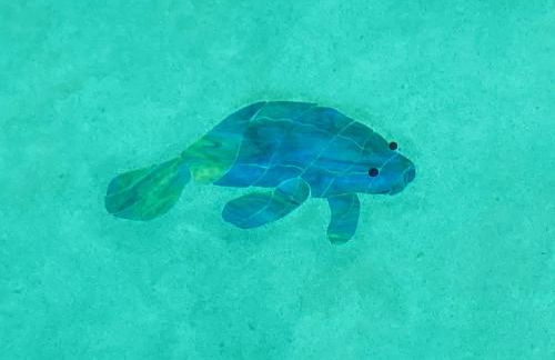 Your Manatee and Scalloping Adventure Retreat in Crystal River - Foto 50