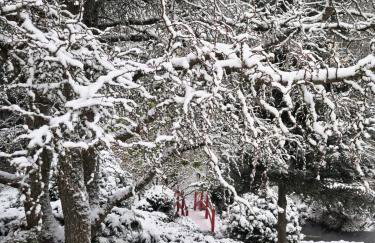 Ogród Shinrin Yoku (Haru) Odpoczynek w Lesie - Foto 15