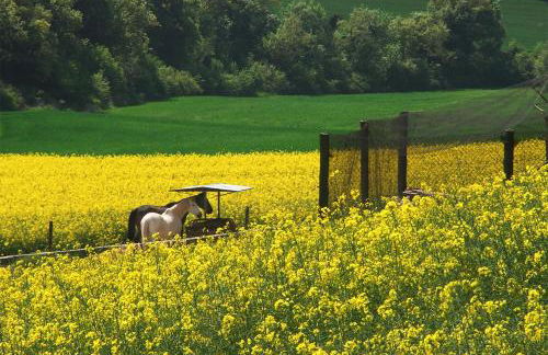 Cal Carulla - Foto 41