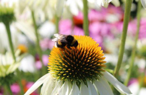 Apartment im Garten - Foto 12