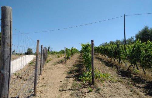 PODERE TORRICELLE 69B Pancole Gr, seaview infinity pool, jacuzzi, sauna, exclusive villa with 2 bedrooms for 4 - If you total 5 or 6 people there is an independent suite in main villa with private ensuite bathroom, kitchenette and garden dining area - Foto 74