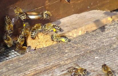 Hofrichter - Photo 30